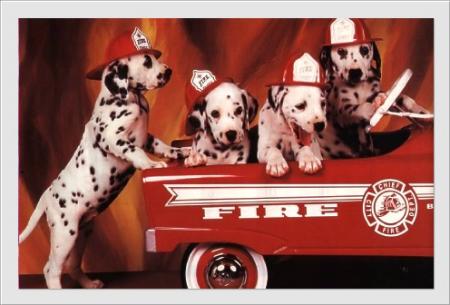 équipe canine chiens-pompiers!    lol